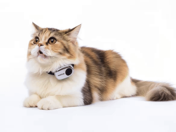 Pettichat: The First Real-Time Pet Translator