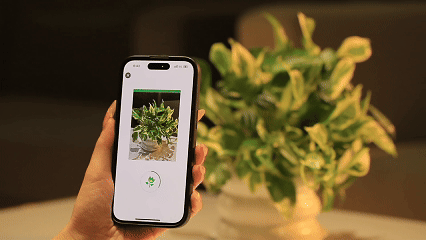 SENSO Speaks Their Languages