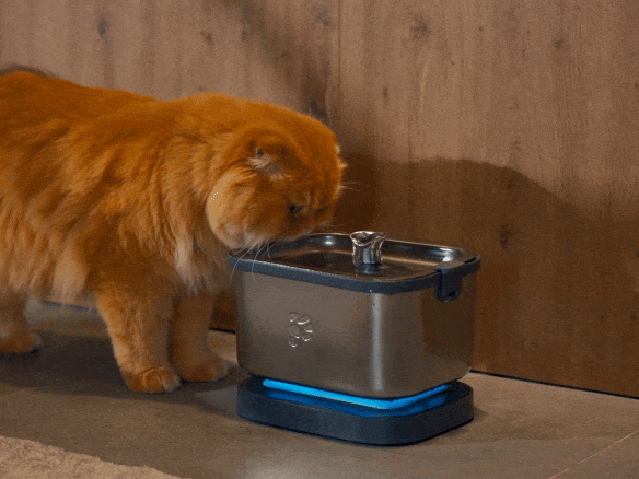 Petnimo 1: A Cat Fountain, Engineered for Cleaner Water.