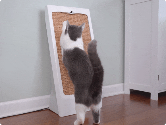 Busy Kitty SmartScratcher: Trains Your Cat to Scratch Right