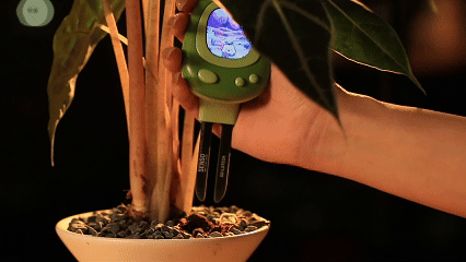 SENSO Speaks Their Languages