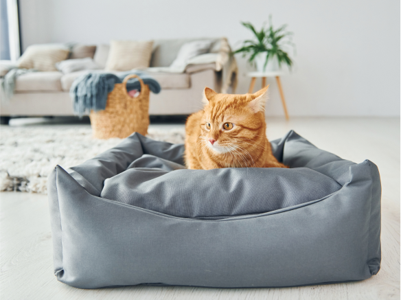 Pet Health Tracker: Your Dog's Wellness Companion