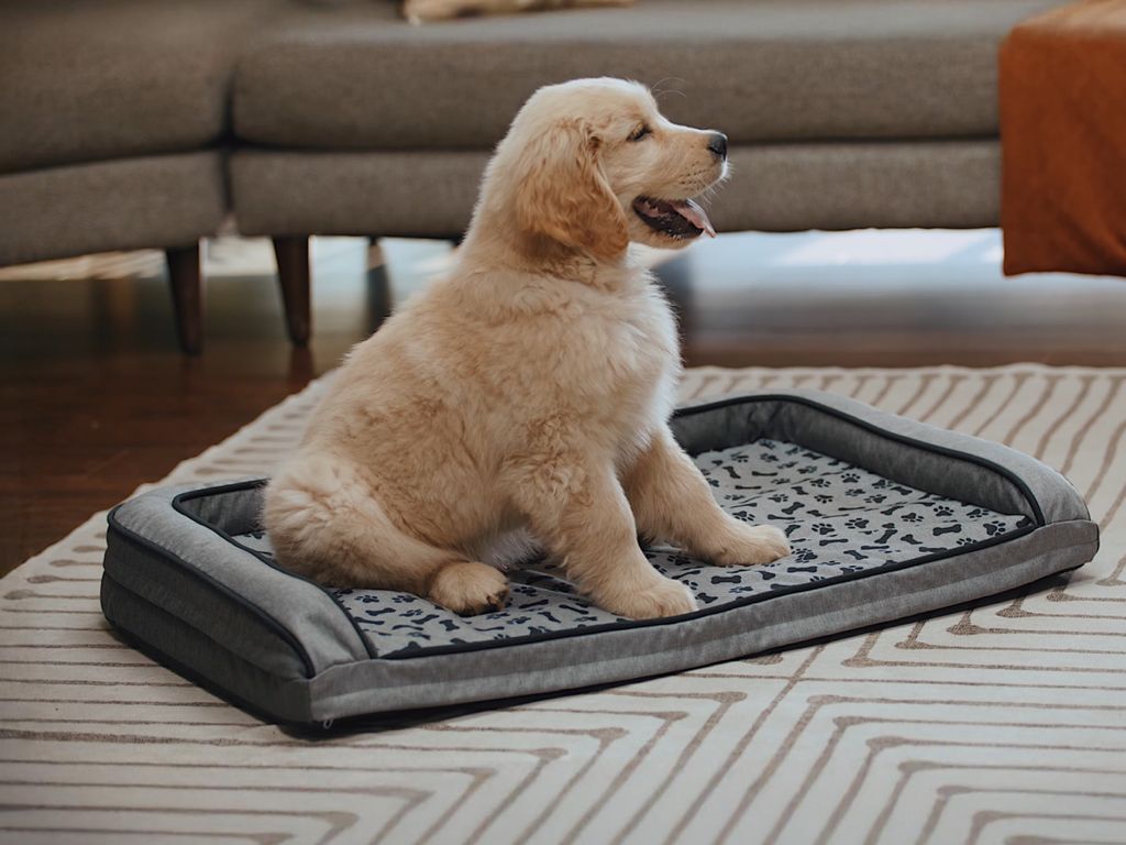 Woofguard Chewproof Dog Bed: The Last Bed Your Pup Need