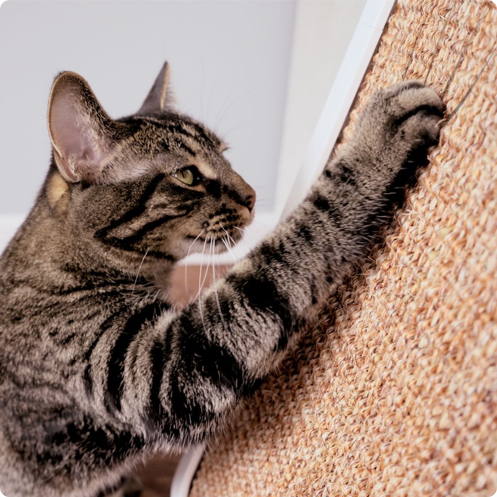 Designed to Be Irresistible. Like Vegas, for Cats.