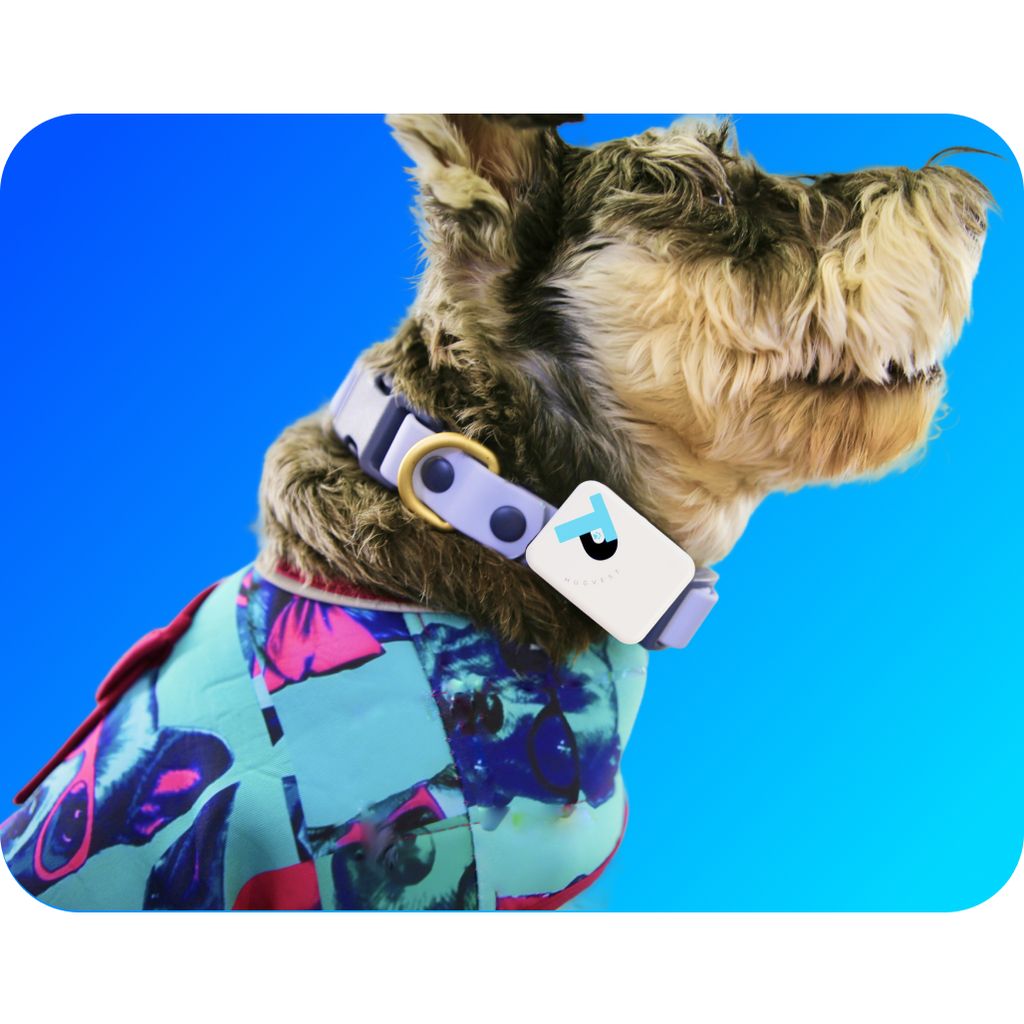 Know What Your Dog is Feeling—in Style