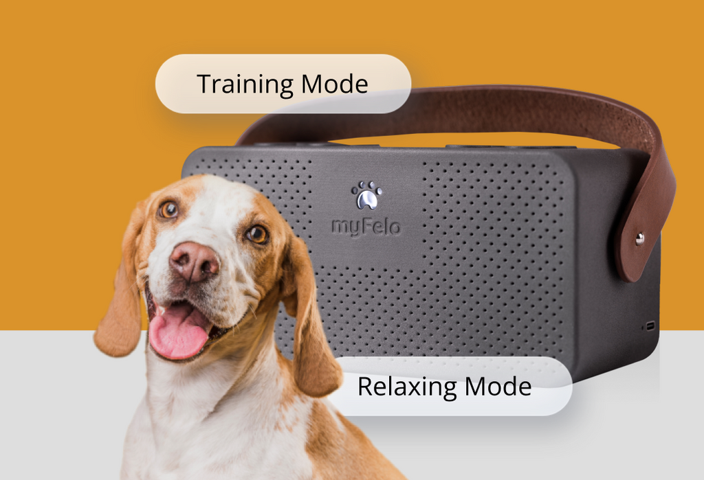 myFelo: A Relaxed Dog, A Relaxed You