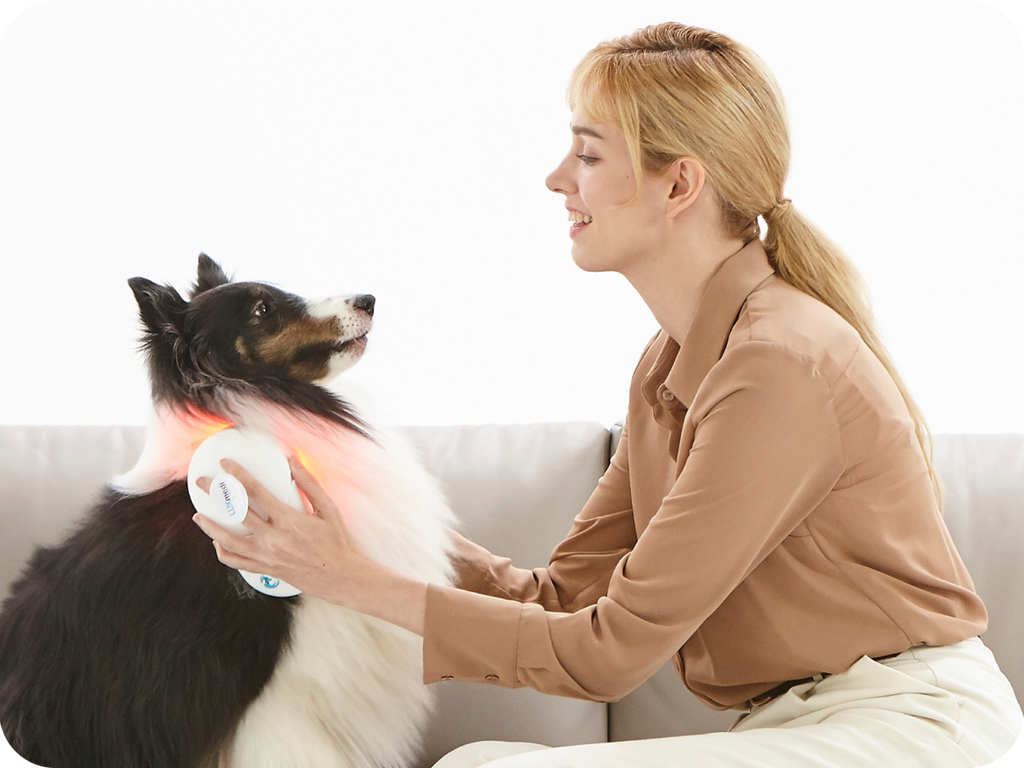 Lux Medi: Light Therapy For Your Pet