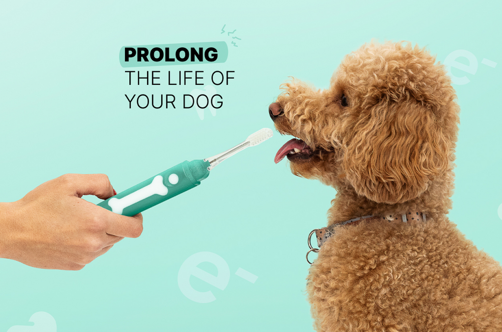 Prolong The Life Of Your Dog 