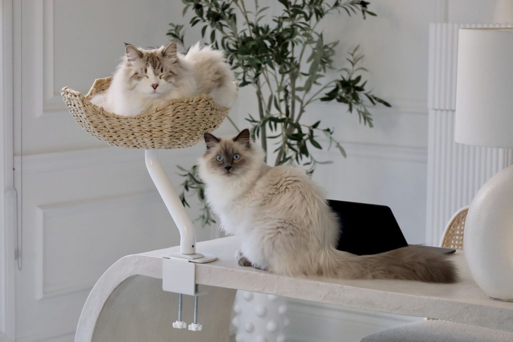 Needy Cats Rejoice: The Desk-Mounted Cat Bed