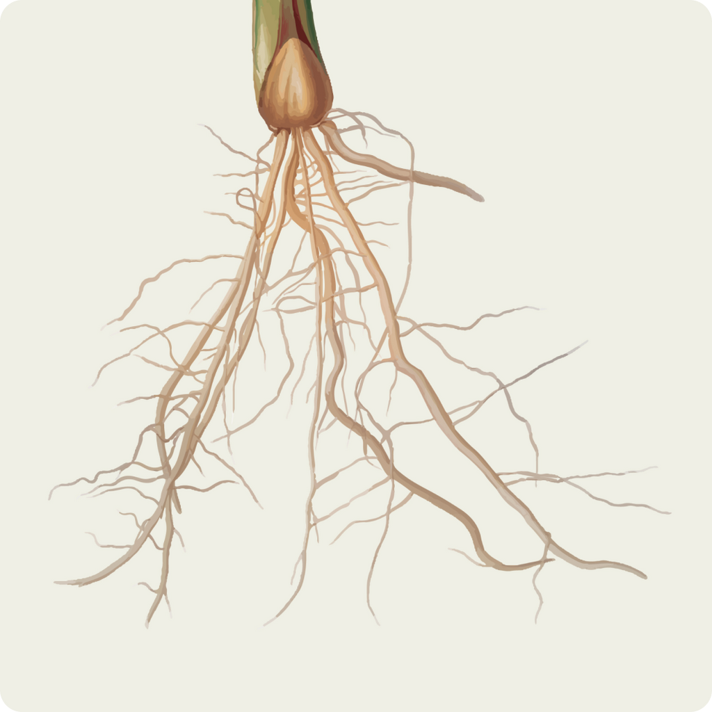 Hardy Plants that Beat Root Rot