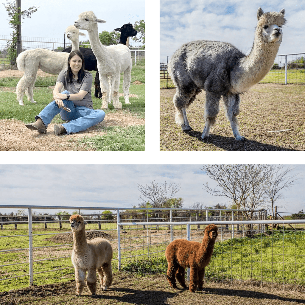 Meet Our Alpacas!