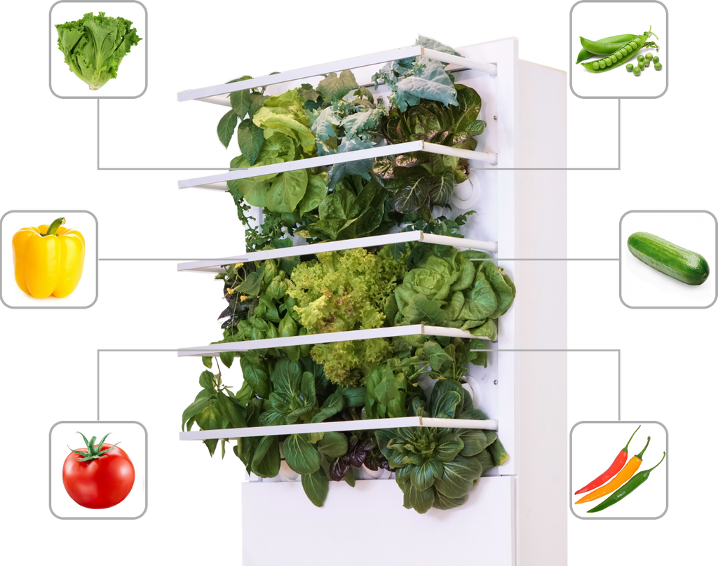 Grow Your Favorite Vegetables