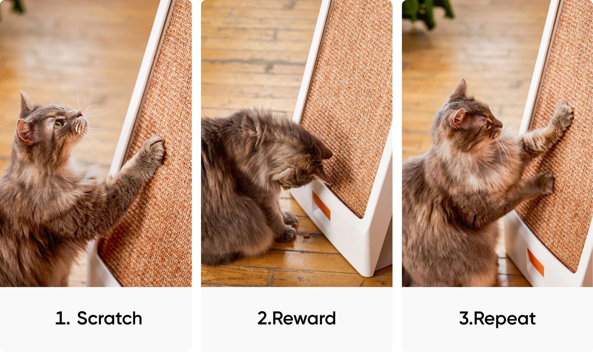 Designed to Be Irresistible. Like Vegas, for Cats