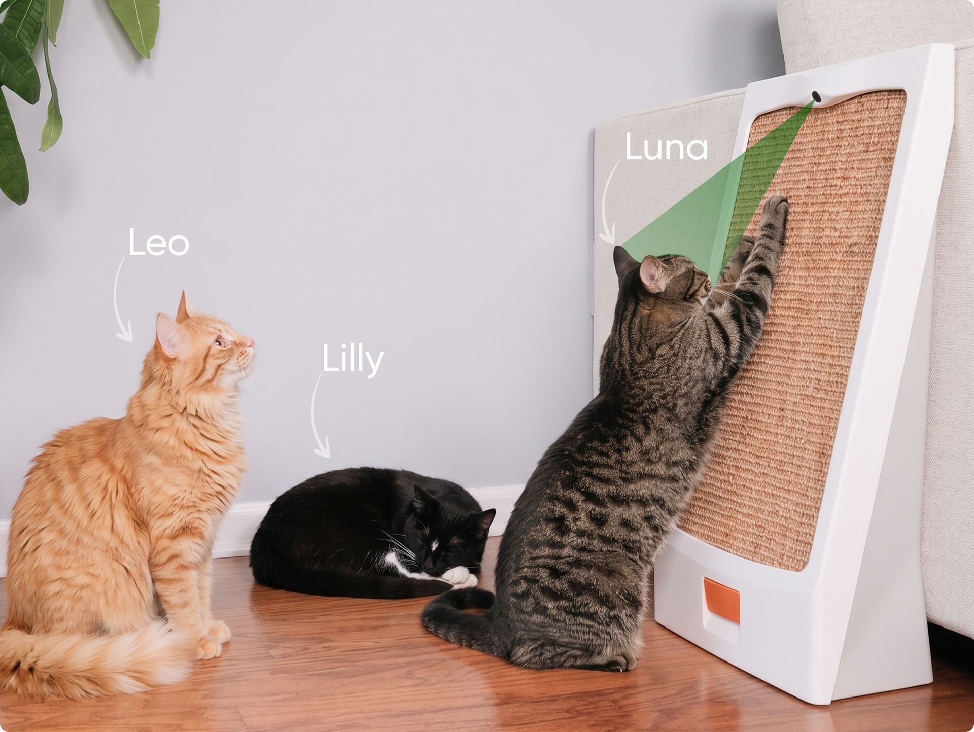 Personalized Cat Training for Every Cat