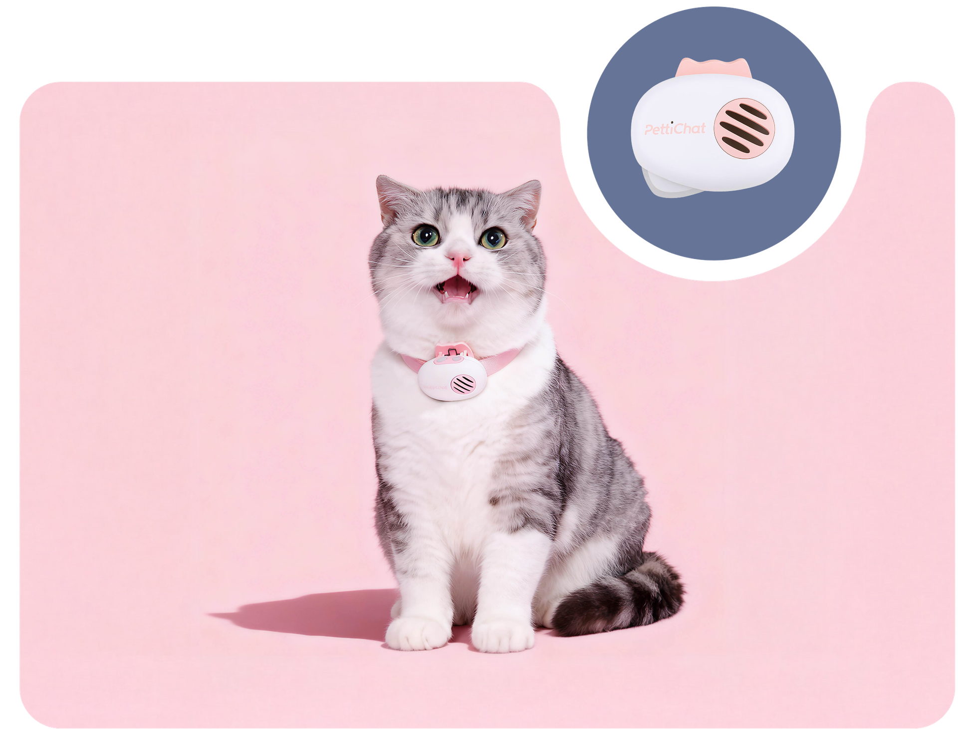 What Does That Meow Mean?