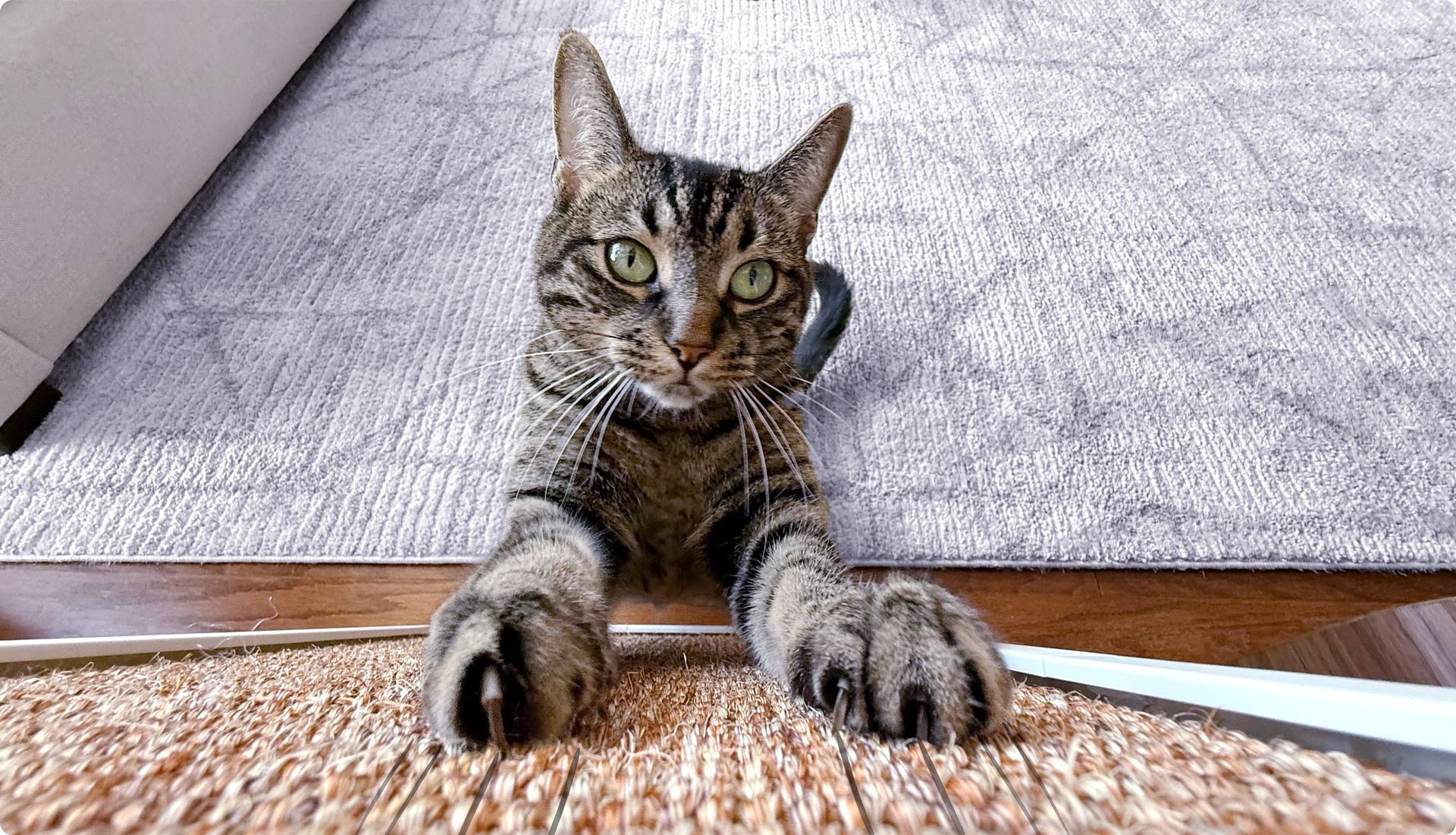 Cats Deserve Better Than Declawing