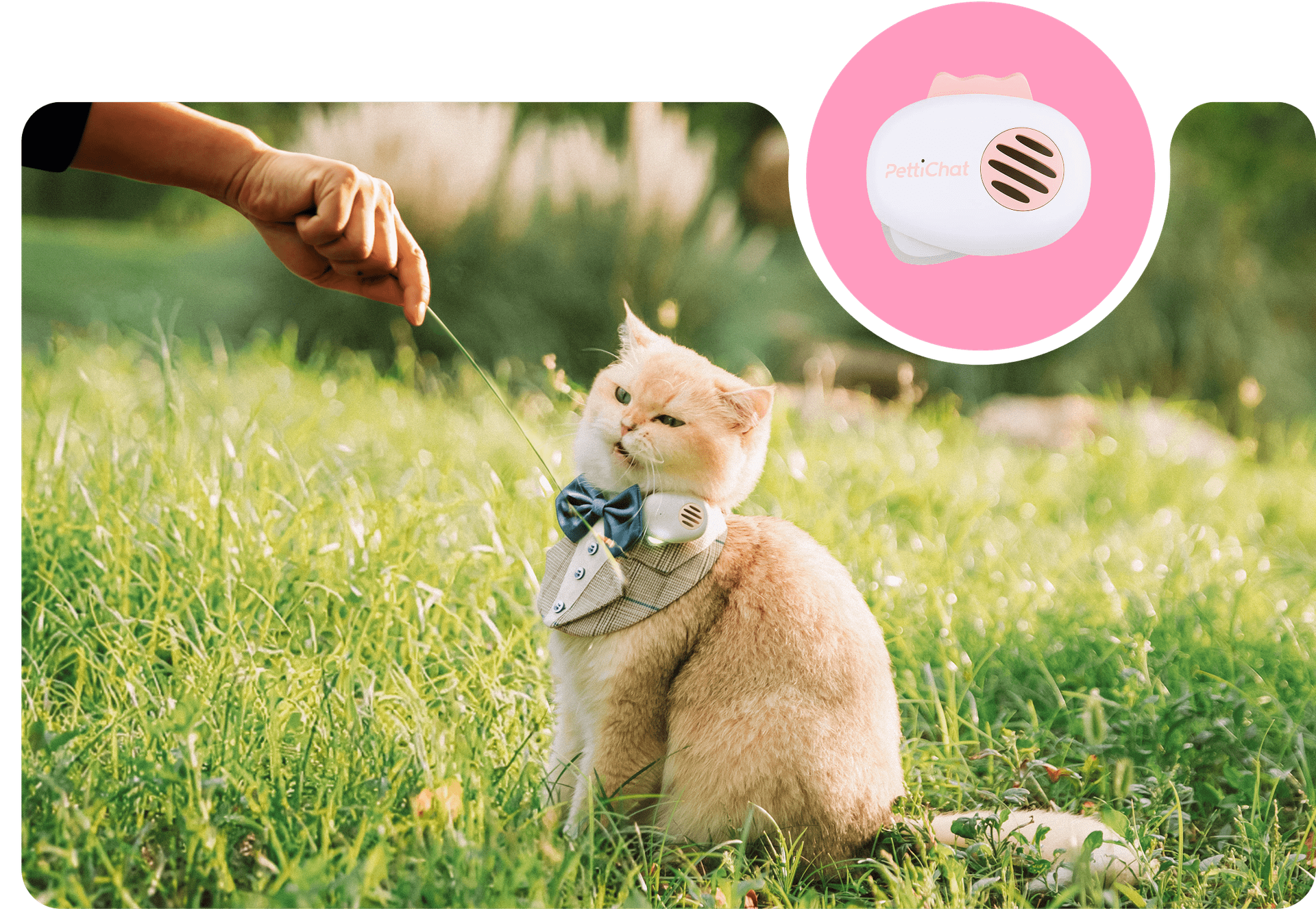 What Does That Meow Mean?