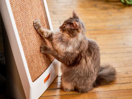 slider gallery image