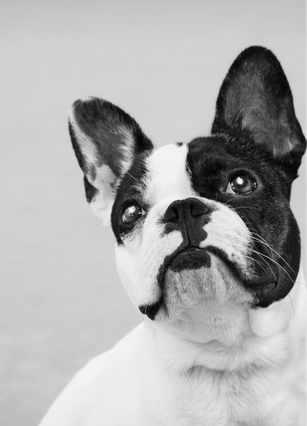 Treat Your Passion Like a Profession.