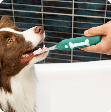 Treat Your Pup To A Better Oral Hygiene Experience