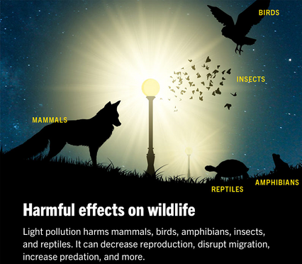  Eco-Friendly Solution for Light Pollution